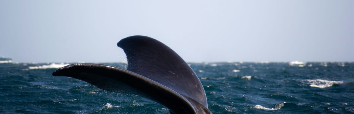 Puerto Madryn, Argentina